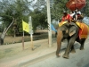 Hier kann man Elefanten reiten - total überteuert!