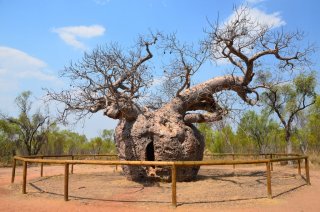 Boab prison tree Boab prison tree
