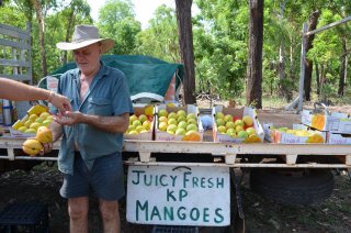 frische Mangos zu verkaufen frische Mangos zu verkaufen