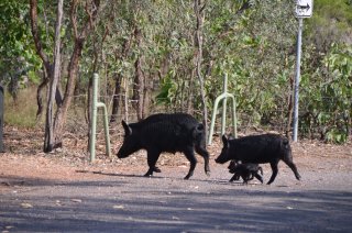 Wildschweine! Wildschweine!