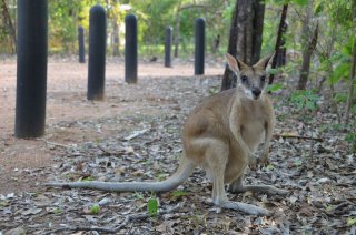 Short-Eared Rock-Wallabies Short-Eared Rock-Wallabies