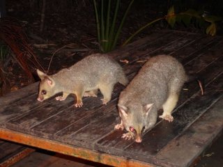 Opossum Opossum
