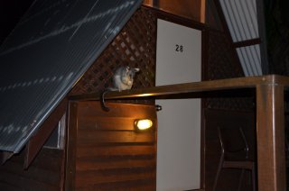 Das Opossum besucht uns beim Bungalow Das Opossum besucht uns beim Bungalow