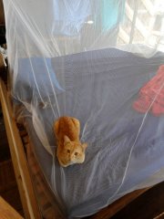 Die Katze auf dem Bett Die Katze auf dem Bett