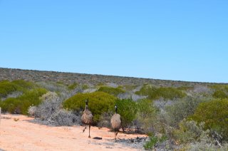 Emus an der Strasse Emus an der Strasse