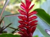 Blume im Cahuita National Park