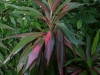 Schöne Pflanze im Cahuita National Park