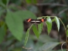 Schmetterling im Cahuita National Park