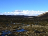 Alpaka Herde mit super Hintergrund