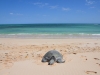 Schildkröte am Strand