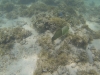 Turquoise Bay Unterwasser