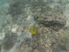 Turquoise Bay Unterwasser