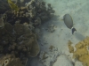 Coral Bay Unterwasser