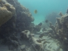 Coral Bay Unterwasser
