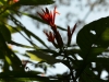 Blumen in Corcovado National Park