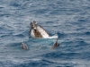 Hervey Bay - Whale Watching