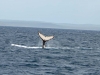 Hervey Bay - Whale Watching