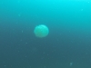 Tauchen in Koh Phangan - Grosser Jellyfish!