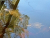 Schildkröten im Lake Allom