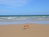 Dingos am Strand