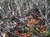 Everglades - Bäh het das g'mottet! :-/