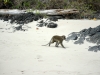 Auch die Affen mögen den Strand