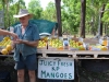 frische Mangos zu verkaufen
