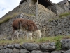 Alpacas bei Machu Picchu