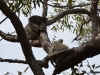 Wilde Kualabären bei der Wanderung