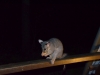 Das Opossum besucht uns beim Bungalow