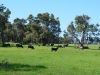 Die Kühe haben es gut in Australien