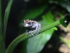 der Crown Frog