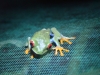 Hier ist der typische Costa Rica Frosch!!