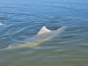 Delfine in Tin Can Bay