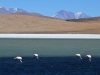 Flamingos am Canapa Lagoon