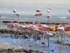 hier hatte es viele Flamingos