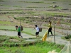 Es wird in den Reisfeldern gearbeitet