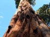 Riesenmammutbaum von unten