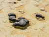 Stromatolithen