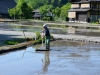 Shirakawago Einwohner pflegt sein Reisfled