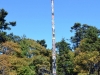 Worlds tallest Totem Pole