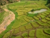 Ausblick auf die grünen Reisfelder