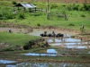 Büffel am Arbeiten auf den Reisfeldern