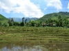 Die Reisfelder
